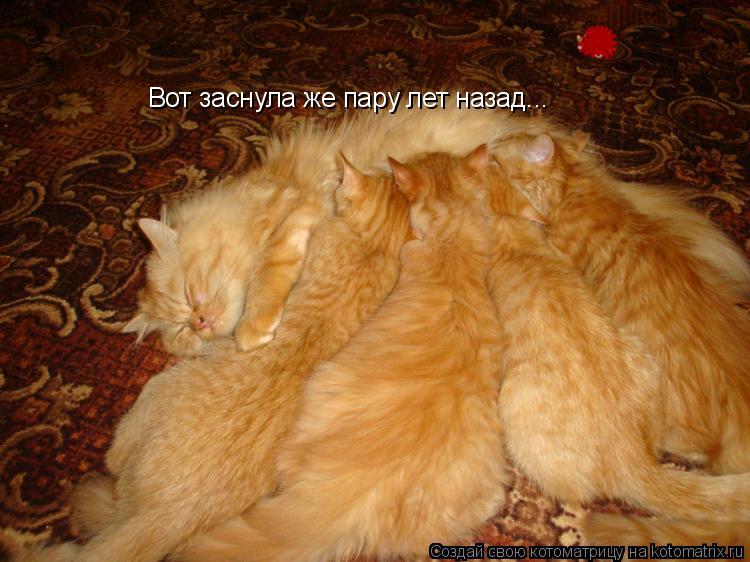 Вот заснула же пару лет назад...... Котоматрица: Вот заснула же пару лет назад...
