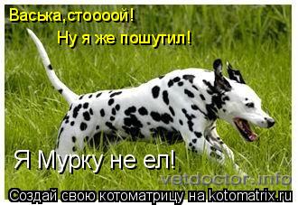Васька,стоооой! Ну я же пошутил! Я Мурку не ел!... Котоматрица: Васька,стоооой! Ну я же пошутил! Я Мурку не ел!