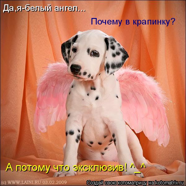 Да,я-белый ангел... Почему в крапинку? А потому что эксклюзив! ^_^... Котоматрица: Да,я-белый ангел... Почему в крапинку? А потому что эксклюзив! ^_^