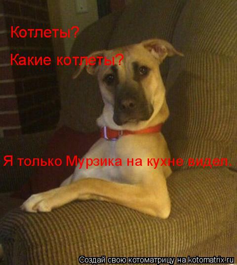 Котлеты? Какие котлеты? Я только Мурзика на кухне видел.... Котоматрица: Котлеты? Какие котлеты? Я только Мурзика на кухне видел.
