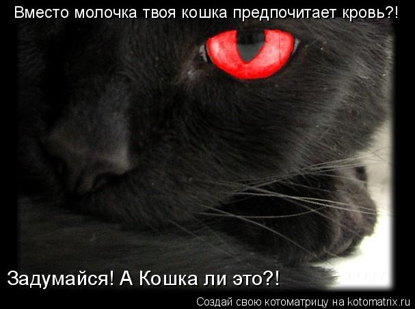 Вместо молочка твоя кошка предпочитает кровь?! Задумайся! А Кошка ли это?!... Котоматрица: Вместо молочка твоя кошка предпочитает кровь?! Задумайся! А Кошка ли это?!