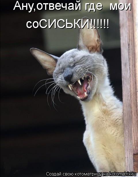 Ану,отвечай где мои соСИСЬКИ!!!!!!... Котоматрица: Ану,отвечай где мои соСИСЬКИ!!!!!!