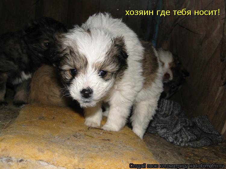 хозяин где тебя носит!... Котоматрица: хозяин где тебя носит!