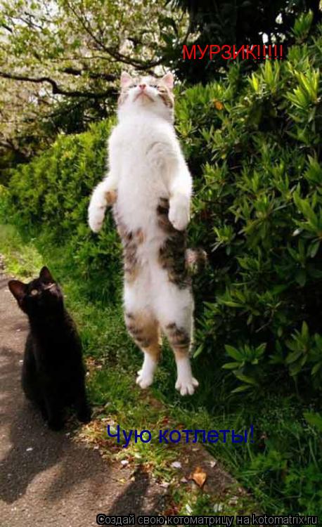 МУРЗИК!!!!! Чую котлеты!... Котоматрица: МУРЗИК!!!!! Чую котлеты!
