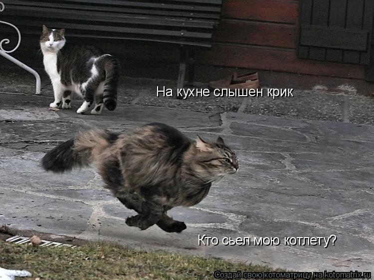Котоматрица: На кухне слышен крик Кто сьел мою котлету?