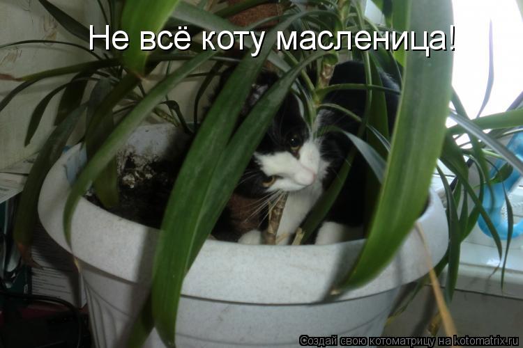 Не всё коту масленица!... Котоматрица: Не всё коту масленица!