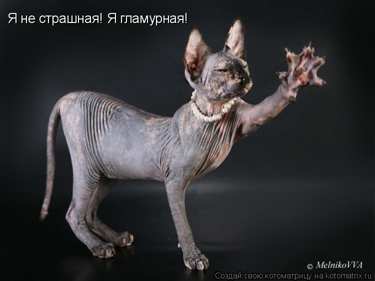 Я не страшная! Я гламурная!... Котоматрица: Я не страшная! Я гламурная!
