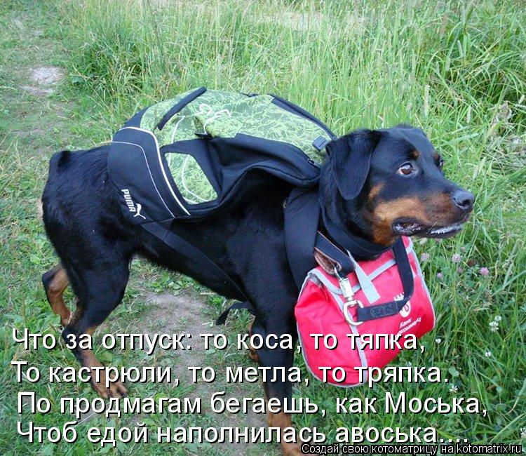 Что за отпуск: то коса, то тяпка, То кастрюли, то метла, то тряпка. По продмагам бегаешь, как Моська,... Котоматрица: Что за отпуск: то коса, то тяпка, То кастрюли, то метла, то тряпка. По продмагам бегаешь, как Моська, Чтоб едой наполнилась авоська....