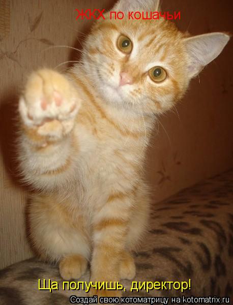 ЖКХ по кошачьи Ща получишь, директор!... Котоматрица: ЖКХ по кошачьи Ща получишь, директор!