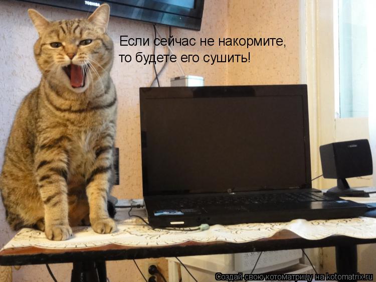 Если сейчас не накормите, то будете его сушить!... Котоматрица: Если сейчас не накормите, то будете его сушить!