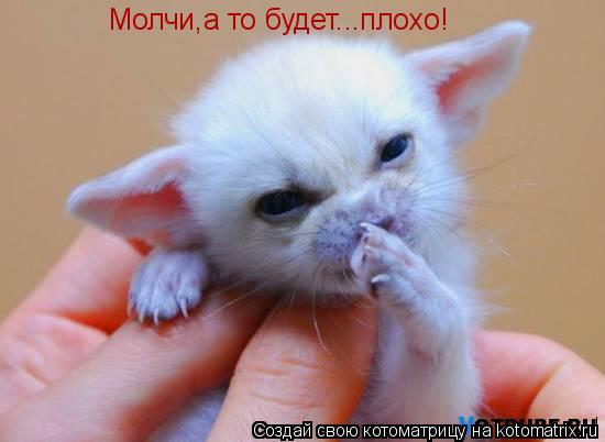 Молчи,а то будет...плохо!... Котоматрица: Молчи,а то будет...плохо!
