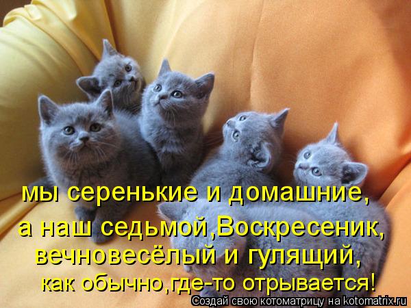 мы серенькие и домашние, а наш седьмой,Воскресеник, вечновесёлый и гулящий, как обычно,где-то отрывае... Котоматрица: мы серенькие и домашние, а наш седьмой,Воскресеник, вечновесёлый и гулящий, как обычно,где-то отрывается!