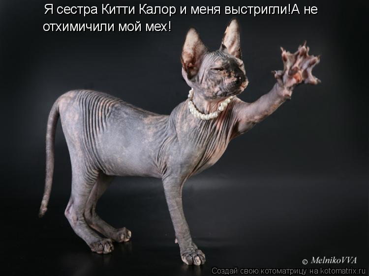 Я сестра Китти Калор и меня выстригли!А не отхимичили мой мех!... Котоматрица: Я сестра Китти Калор и меня выстригли!А не отхимичили мой мех!