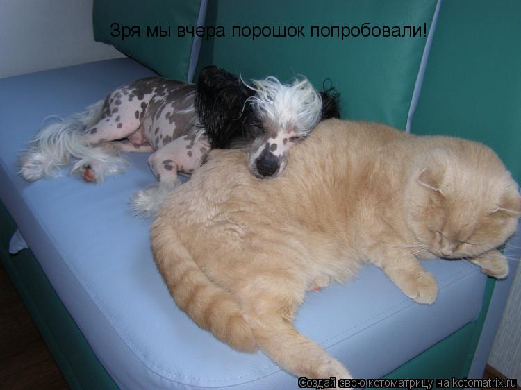 Зря мы вчера порошок попробовали!... Котоматрица: Зря мы вчера порошок попробовали!
