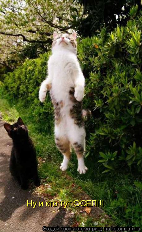 Ну и кто тут ОСЕЛ!!!... Котоматрица: Ну и кто тут ОСЕЛ!!!