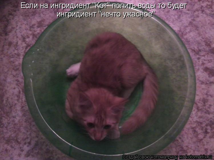 Котоматрица: Если на ингридиент "Кот" полить воды то будет  ингридиент "нечто ужасное"