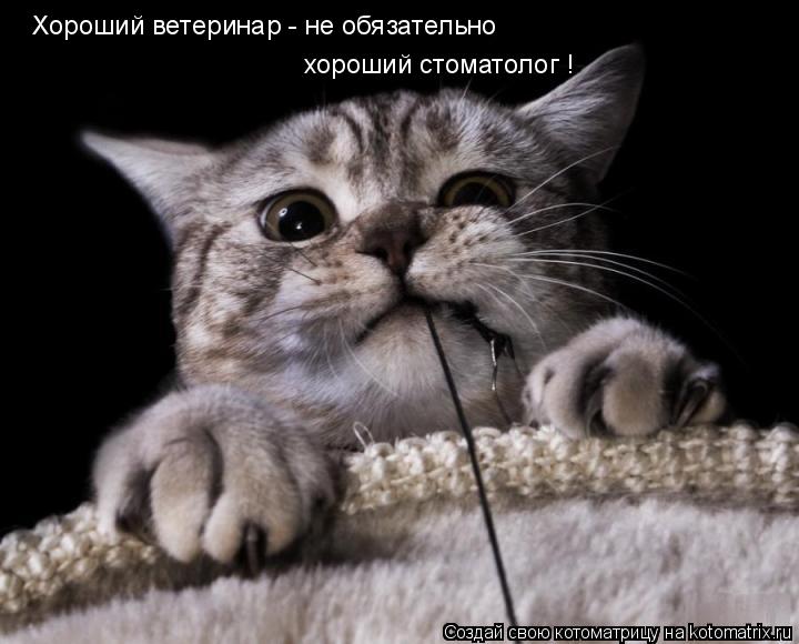 Котоматрица: Хороший ветеринар - не обязательно  хороший стоматолог !