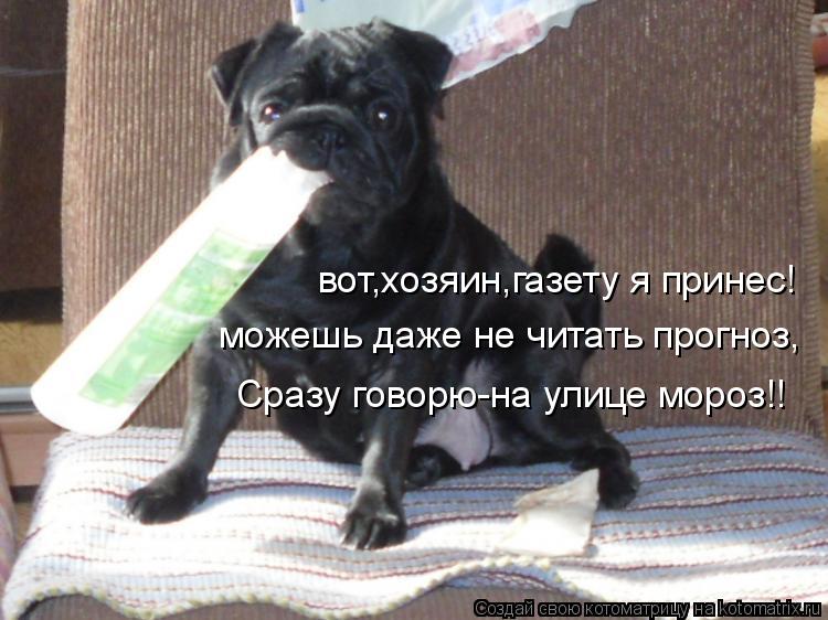 вот,хозяин,газету я принес! можешь даже не читать прогноз, Сразу говорю-на улице мороз!!... Котоматрица: вот,хозяин,газету я принес! можешь даже не читать прогноз, Сразу говорю-на улице мороз!!
