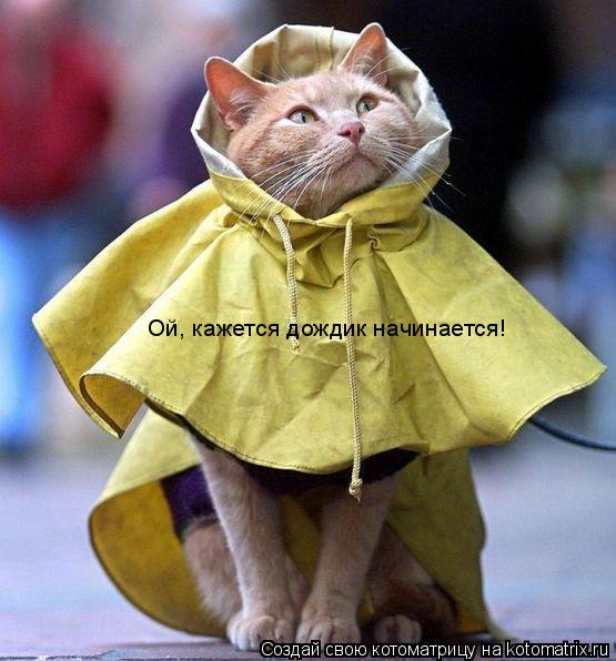 Ой, кажется дождик начинается!... Котоматрица: Ой, кажется дождик начинается!