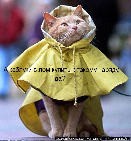 А каблуки в лом купить к такому наряду, да?... Котоматрица: А каблуки в лом купить к такому наряду, да?