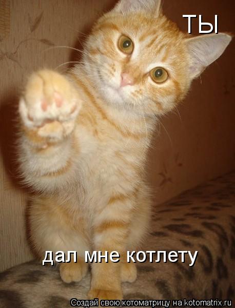 ТЫ дал мне котлету... Котоматрица: ТЫ дал мне котлету