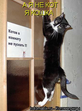 А Я НЕ КОТ Я КОШКА... Котоматрица: А Я НЕ КОТ Я КОШКА