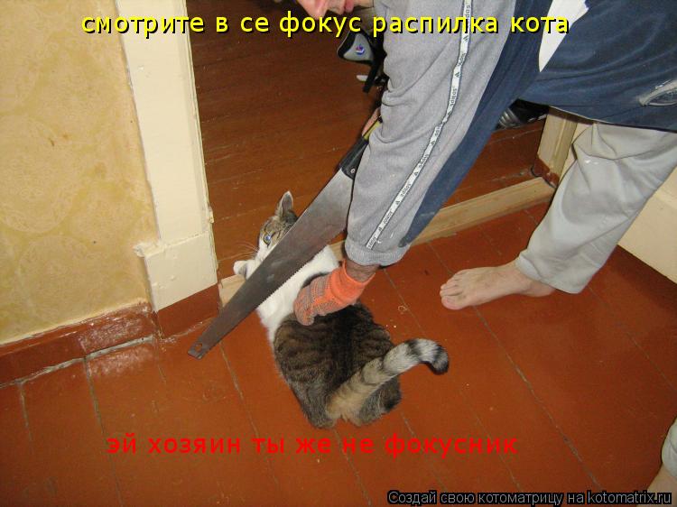 смотрите в се фокус распилка кота эй хозяин ты же не фокусник... Котоматрица: смотрите в се фокус распилка кота эй хозяин ты же не фокусник
