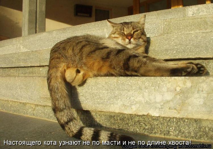 Котоматрица: Настоящего кота узнают не по масти и не по длине хвоста!