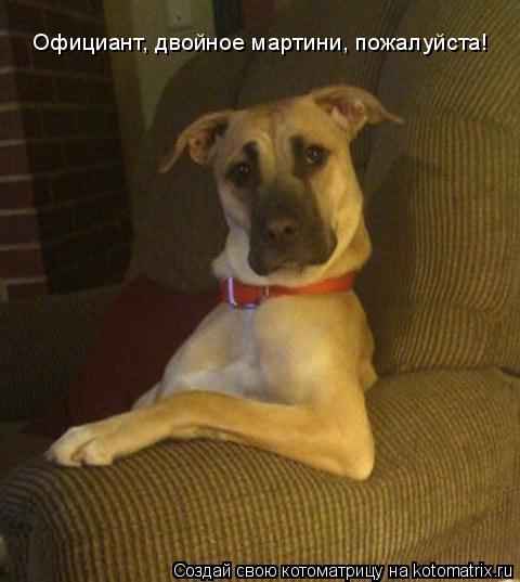 Официант, двойное мартини, пожалуйста!... Котоматрица: Официант, двойное мартини, пожалуйста!