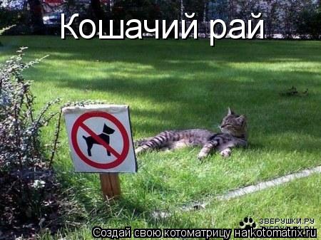 Кошачий рай... Котоматрица: Кошачий рай