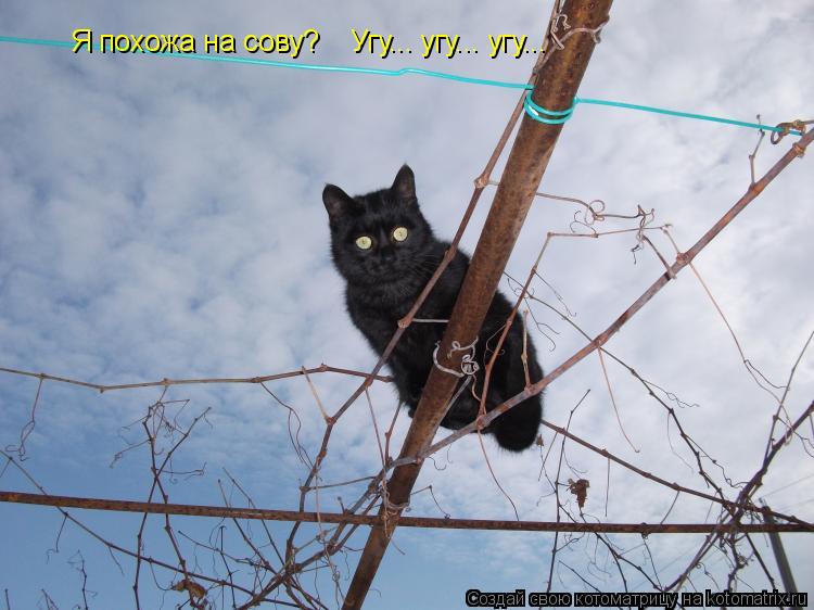 Котоматрица: Я похожа на сову?    Угу... угу... угу...