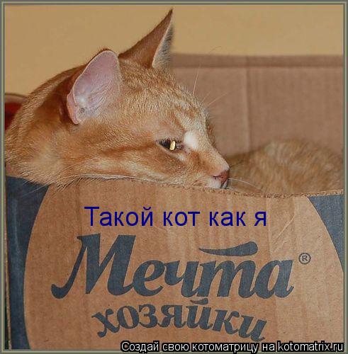Такой кот как я... Котоматрица: Такой кот как я