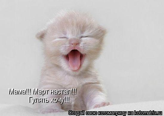 Мама!!! Март настал!!! Гулять хочу!!!... Котоматрица: Мама!!! Март настал!!! Гулять хочу!!!