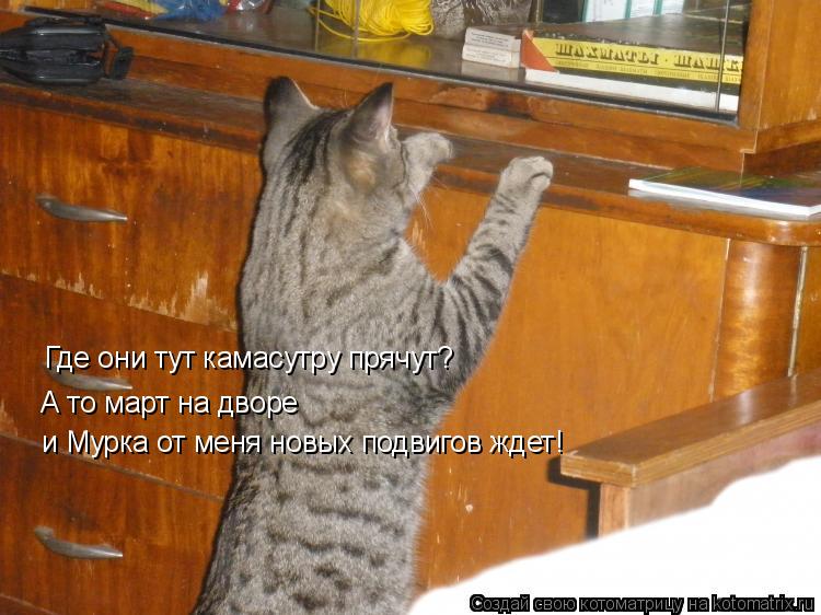 Котоматрица: Где они тут камасутру прячут?  А то март на дворе  и Мурка от меня новых подвигов ждет!