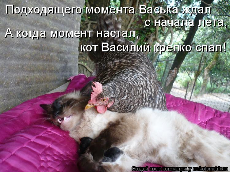 Подходящего момента Васька ждал с начала лета, А когда момент настал, кот Василий крепко спал!... Котоматрица: Подходящего момента Васька ждал с начала лета, А когда момент настал, кот Василий крепко спал!