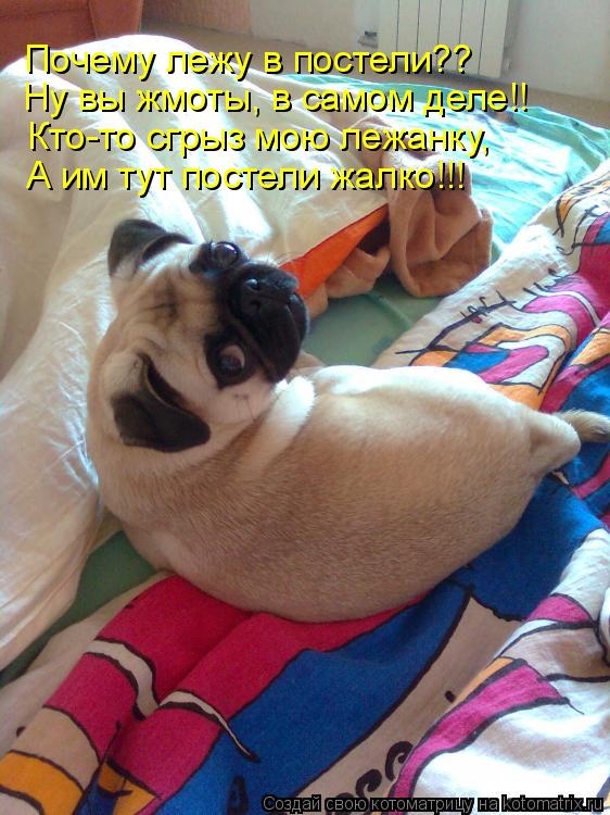 Почему лежу в постели?? Ну вы жмоты, в самом деле!! Кто-то сгрыз мою лежанку, А им тут постели жалко!... Котоматрица: Почему лежу в постели?? Ну вы жмоты, в самом деле!! Кто-то сгрыз мою лежанку, А им тут постели жалко!!!