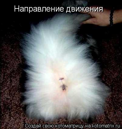 Котоматрица: Направление движения