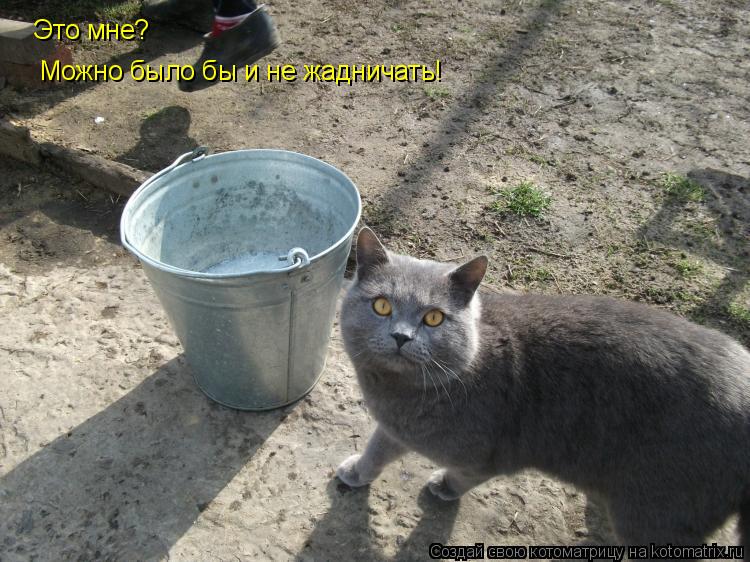 Котоматрица: Можно было бы и не жадничать! Это мне?