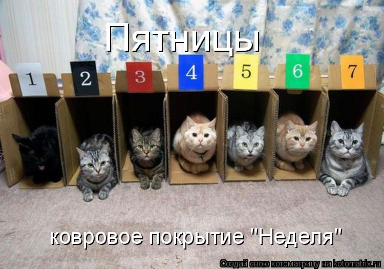 Пятницы ковровое покрытие "Неделя"... Котоматрица: Пятницы ковровое покрытие "Неделя"