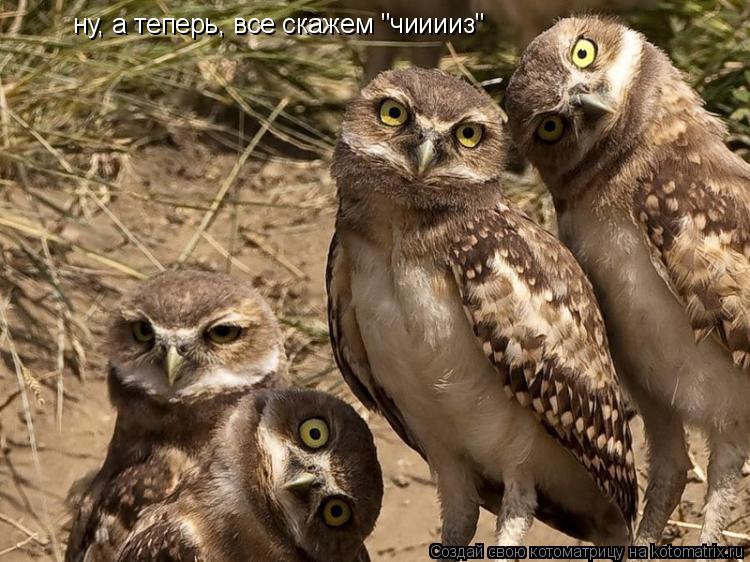 ну, а теперь, все скажем "чииииз"... Котоматрица: ну, а теперь, все скажем "чииииз"