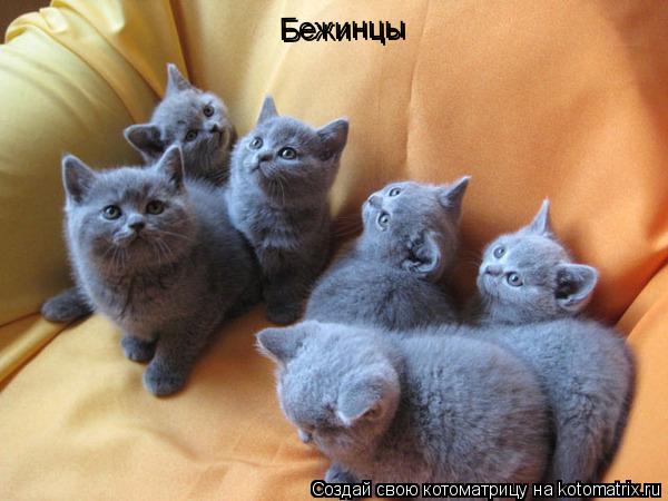 Бежинцы Бежинцы... Котоматрица: Бежинцы Бежинцы