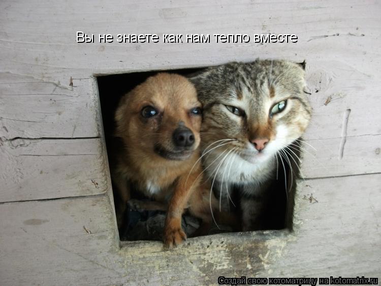 Вы не знаете как нам тепло вместе... Котоматрица: Вы не знаете как нам тепло вместе