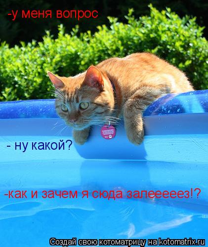 -у меня вопрос - ну какой? -как и зачем я сюда залееееез!?... Котоматрица: -у меня вопрос - ну какой? -как и зачем я сюда залееееез!?