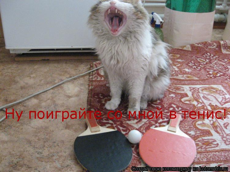 Ну поиграйте со мной в тенис!... Котоматрица: Ну поиграйте со мной в тенис!