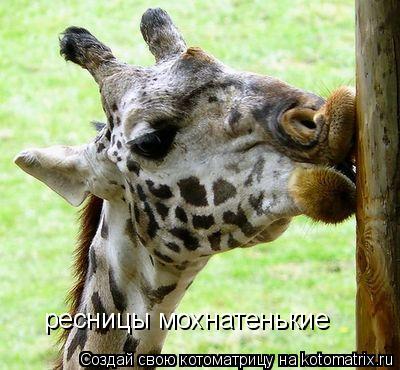 Котоматрица: ресницы мохнатенькие