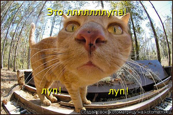Это лллллллупа! луп! луп!... Котоматрица: Это лллллллупа! луп! луп!