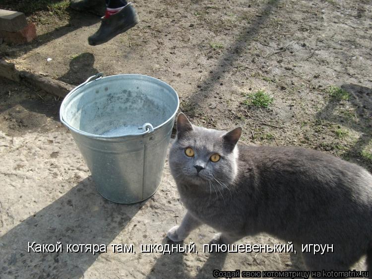 Котоматрица: Какой котяра там, шкодный, плюшевенький, игрун