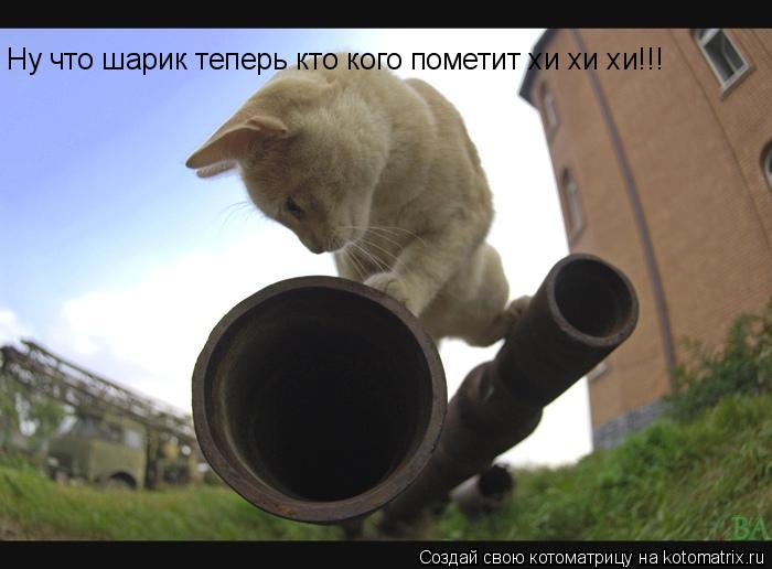 Котоматрица: Ну что шарик теперь кто кого пометит хи хи хи!!!