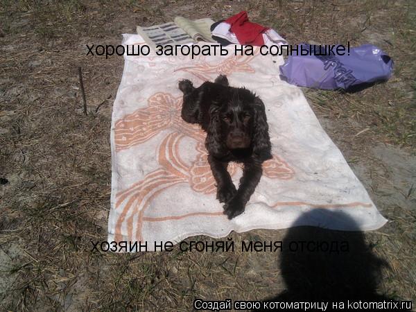 хорошо загорать на солнышке! хозяин не сгоняй меня отсюда... Котоматрица: хорошо загорать на солнышке! хозяин не сгоняй меня отсюда