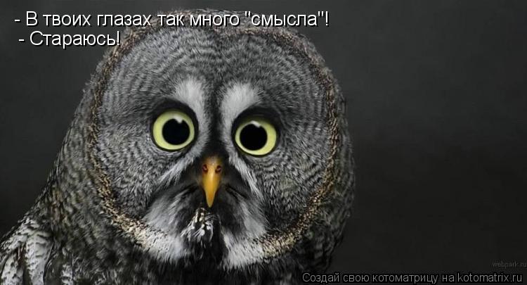 - В твоих глазах так много "смысла"! - Стараюсь!... Котоматрица: - В твоих глазах так много "смысла"! - Стараюсь!